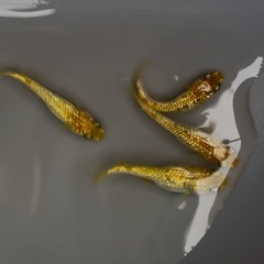 舞めだか様作出品種【童虎】 雄1雌3の画像