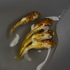 舞めだか様作出品種【童虎】 雄1雌3の画像