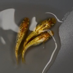 舞めだか様作出品種【童虎】 雄1雌3の画像
