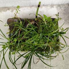 寄植えの画像