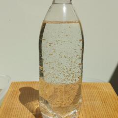 No.3❗熱帯魚や❗金魚や❗メダカの❗餌に❗オオミジンコ❗500...