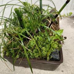 寄植えの画像