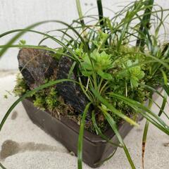 寄植えの画像