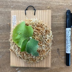 【観葉植物】ビカクシダ P.コットンクラウド　スポア （CCS）
