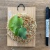 ランキングキーワードに紐づく投稿画像-観葉植物
