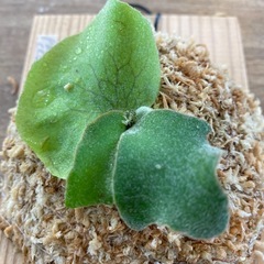 【観葉植物】商談中　ビカクシダ P.コットンクラウド　スポア （CCS）の画像