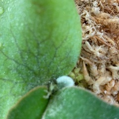 【観葉植物】商談中　ビカクシダ P.コットンクラウド　スポア （CCS）の画像