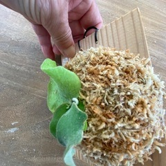 【観葉植物】商談中　ビカクシダ P.コットンクラウド　スポア （CCS）の画像
