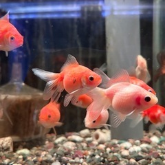 金魚 ピンポンパールの画像