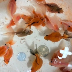 金魚 ピンポンパールの画像