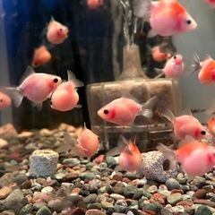 金魚 ピンポンパールの画像