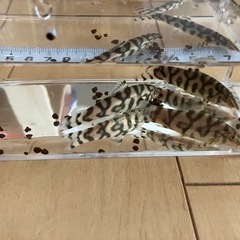 パキスタンローチ3匹セット 商談中。の画像