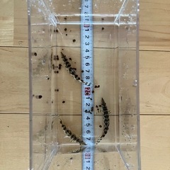 パキスタンローチ3匹セット