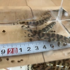 パキスタンローチ3匹セット 商談中。の画像