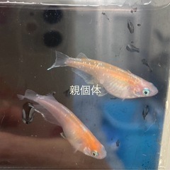 【決まりました】レッドクリフ紅白の卵の画像