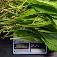 残り1.5キロ❗️行者ニンニク‼️の画像