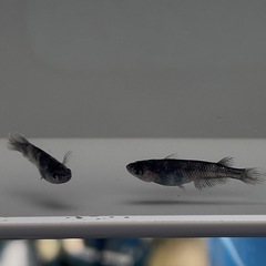 銀閣 普通目 アースアイ因子1ペア　普通目スワロー表現ありの画像