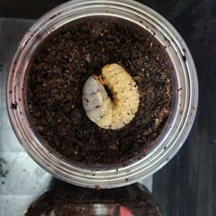 カブトムシ　幼虫→蛹→成虫　観察キット　カブト虫