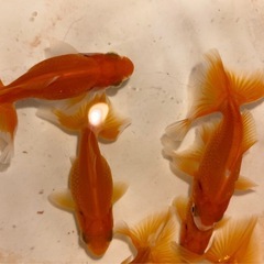 金魚 土佐金 5〜6cmの画像