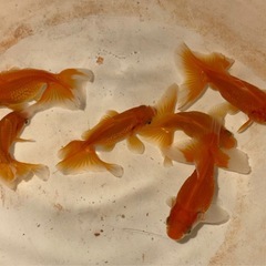 金魚 土佐金 5〜6cmの画像