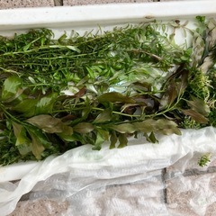 水草