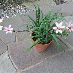 花　⑧ー１　ヒメオウギ（小）