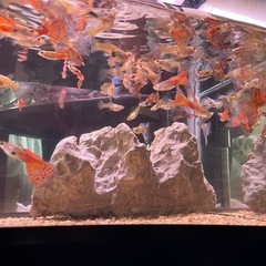 🐠グッピー⭐️5ペア10匹１セット⭐️熱帯魚🐠