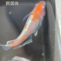 【決まりました】レッドクリフ紅白の卵の画像