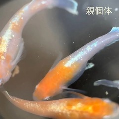 【決まりました】レッドクリフ紅白の卵の画像