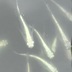 ランキングキーワードに紐づく投稿画像-メダカ