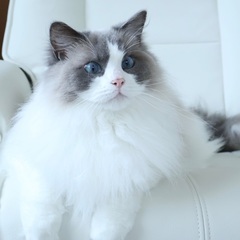 🍀譲渡会🍀4歳のラグドール男の子