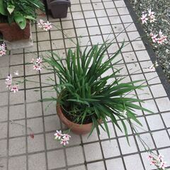 花　⑧　ヒメオウギ（大）
