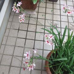 花　⑧　ヒメオウギ（大）の画像