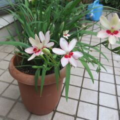 花　⑧　ヒメオウギ（大）の画像