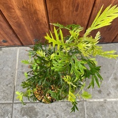 グレビレア②【札落ち】の画像
