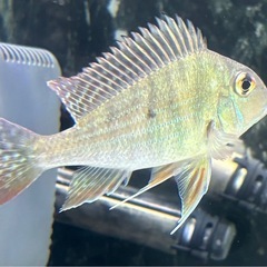 ゲオファーガス  熱帯魚の画像