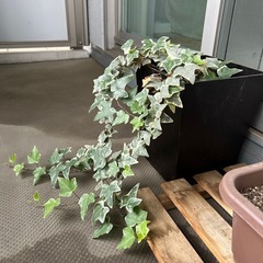へデラ