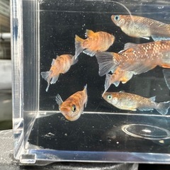 メダカ【朱光菊】②ペア　の画像