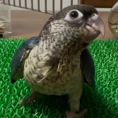 ウロコインコ　ヴァイオレットインブルーワキコガネ　女の子