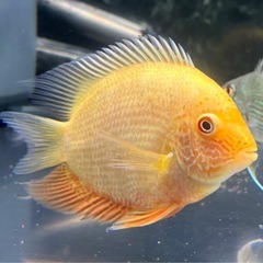ゴールデンセネガル  熱帯魚の画像