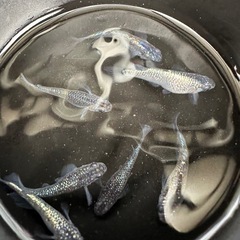 メダカ【ネプチューン】②ペアの画像