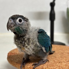ウロコインコ　ヴァイオレットインブルー　男の子