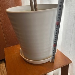 パキラ　鉢付き　観葉植物の画像