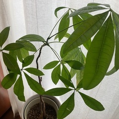 パキラ　鉢付き　観葉植物の画像