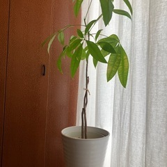 パキラ　鉢付き　観葉植物