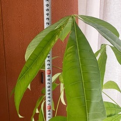 パキラ　鉢付き　観葉植物の画像