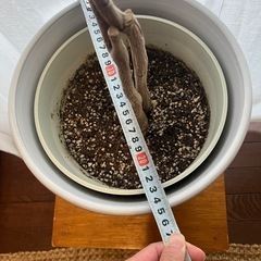 パキラ　鉢付き　観葉植物の画像