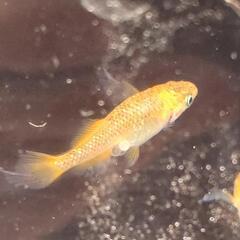 めだか【メダカ】MARIMOYA様血統コブラ松井ヒレナガヒカリ体型♂2♀3  ②の画像