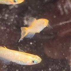 めだか【メダカ】MARIMOYA様血統コブラ松井ヒレナガヒカリ体型♂2♀3  ②の画像