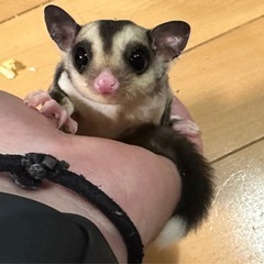 フクロモモンガ モザイク オス